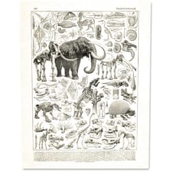 Lone Star Art Paleontology - 11x14 Unframed Art Print - Fossil Wall Decor, Scientific Illustration Prints - Makes a Great Gift for Dinosaur Lovers and Child's Room Décor