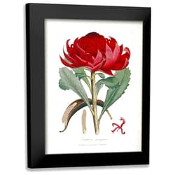 ArtDirect - Smith, James Edward 14x18 Black Modern Framed Art Print Titled: A Specimen of The Botany of New Holland