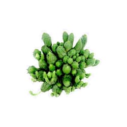 Succulent Addiction 4