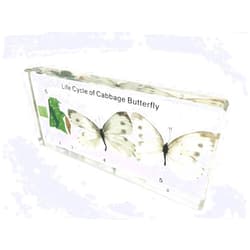 FUNSXBUG Lifecycle of a Cabbage Butterfly Paperweight Science Classroom Specimens for Science Education