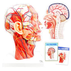 EVOTECH SCIENTIFIC EVOTECH Human Half Head Superficial Neurovascular Model with Musculature, Life Size Anatomical Head Model Skull and Brain for Medical Teaching Learning, Science Learning Education Display Tool