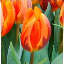 Boekee's Nursery 25 Quality Tulip Bulbs - Princess Irene (Orange) - Freshly Imported from Holland