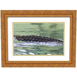ArtDirect Morris, Arthur 18x15 Gold Ornate Framed and Double Matted Museum Art Print Titled FL American alligator back in water