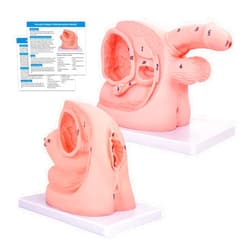 SFXYJ 2Pcs Catheterization Model Male Female, Catheter Model Internal External Genital PVC Anatomy Model Nursing Practice for Medical Clinical Teaching and Practical Training