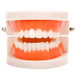 YOFAN Standard Teeth Model, YOFAN Kids Dental Teaching Study Supplies Adult Standard Typodont Demonstration Teeth Model(Without Wisdom Teeth)