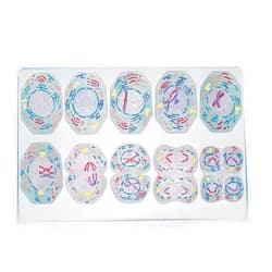 NXZQPYBJ Meiosis Model - Cell Indirect Division Anatomy Model - for Biological Genetics Teaching Tool, Biology Study Teaching, Lab Supplies, 10 Parts (A)