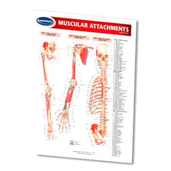 Permacharts Muscular Attachments Guide - Medical Chart - Quick Reference Guide