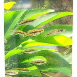 Quinn's Fins Least Killifish Heterandria Formosa - 10 Fish UNSEXED