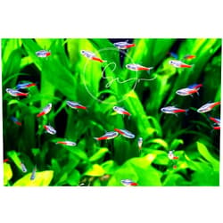 Swimming Creatures Neon Tetra Live Fish (10 Fish Pack) - Live Fish for Aquarium Exotic Freshwater Aquarium Live Fish