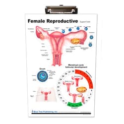 Blue Tree Publishing Female Reproductive Anatomy Clipboard