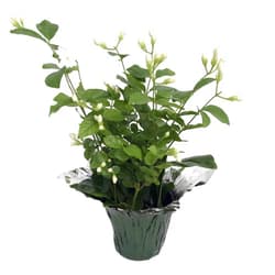 Hirt's Gardens Hirt's Arabian Tea Jasmine Plant - Maid of Orleans - 4