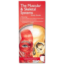 Anatomical Chart Company The Muscular & Skeletal Systems (Illustrated Pocket Anatomy)