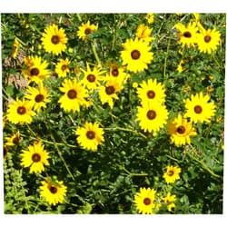 The Gardening World 500 Prairie Sunflower Flower Seeds Helianthus petiolaris - Always Fresh Seed for Your Garden or Farm, Yellow, TGW-HEPE23