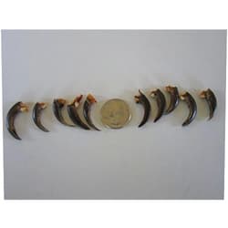 Biker Bettys 10 Porcupine Claws Taxidermy Beads Crafts Jewelry