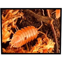 Critters Direct Orange Isopods (Qty-25+), for Amphibian/Reptile/Invertebrate Bioactive Habitats, by Critters Direct