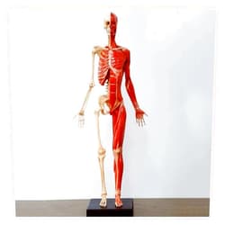 HZHXIFUF Female Human Anatomy Figure Skeleton and Muscle Model Lab Supplies Anatomical Reference for Art Teaching Tool