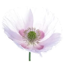 Earthcare Seeds Giant Poppy 250 Seeds (Papaver Somniferum Giganteum) Non GMO - Heirloom