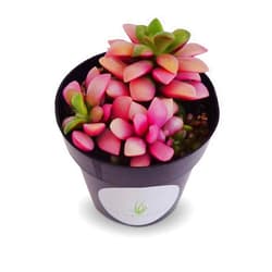 CTS Air Plants Anacampseros Sunrise Succulents Small Cluster Anacampseros Telephiastrum Variegata