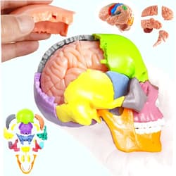 NEW HORIZON 2024 New Anatomy Skull Model 15+5 Parts Human Anatomy Exploded Skull Detachable Palm-Sized Mini Human Color Medical Skull Model,Medical Dental Clinic Teaching Equipment,Learning with Color Manual