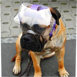 Optivizor Short Snout Dog Eyes & Face Protector, X-Large 100+ Lbs, Head Measurement 9.5+ inches