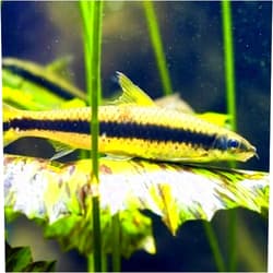 Neat&Tidy Siamese Algae Eater (Pack of 6 Fish) - Aquarium Exotic Freshwater Live Fish