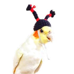 Barn Eleven Cute Birds Hat with Funny Dress up Top Hat for Parrot, Birthday/Halloween/Christmas Party Head Cover for Budgie Cockatiels Conure Lovebird (Black,Quaker)