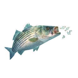Skiff Life 16