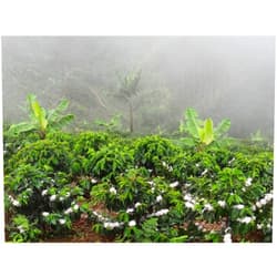 Micro Lot # 024-095 Colombian Green Unroasted Coffee Beans 3 Pounds Single Origin Farm Barcelona