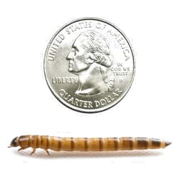 Dubia Roaches Dubia.com 200 Large Superworms Live Premium Super Worms for Reptiles, Bearded Dragons, Baby Geckos, and Turtles Rich in Protein and Nutrition Zophobas Morio Larvae Stage Easy to Store and Use