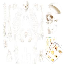 EVOTECH SCIENTIFIC Evotech Disarticulated Human Skeleton Model For Anatomy 67 inch High, Full Size Skeleton Models with Skull, Spine, Bones, Articulated Hand & Foot, for Anatomy Medical Learning