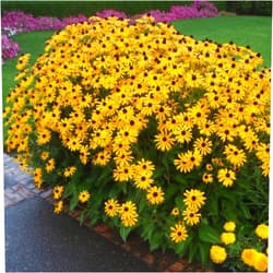 Votaniki Black Eyed Susan Bulbs - Perennial, Yellow Blooming Flower Black Eyed Susan (Rudbeckia Hirta) | Bloom in Late Summer & Early Fall - Easy to Grow (2 Pack)