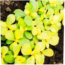 Nianyan Golden Purslane - 500 Seeds