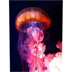 ArtExpert Gelly by PhotoINC Studio - 18x24 Art Print Poster