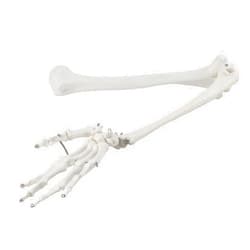 Ottjakin [Anatomy for teaching Model] - Professional Upper Limb Bone Model for Demonstrating Hand and Arm Bones in Human Skeleton - Educational Science Model for Anatomy Instruction