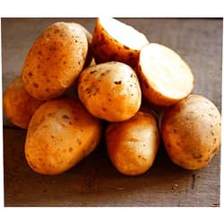 North Valley Seed Golden Yukon Nuggets Heirloom Potato Seed 3 LBS Virus Free Non GMO
