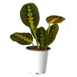 9GreenBox - Red Prayer Plant - Maranta - Easy to Grow House Plant - 4