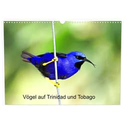 CALVENDO Vögel auf Trinidad und Tobago (Wandkalender 2025 DIN A3 quer), CALVENDO Monatskalender [Calendar] Dr. W. Brüchle, Weiterstadt