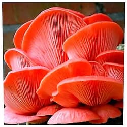 Fungus Fanaticus Mushroom Culture Syringe - Live Fungus - Many to Choose from - Satisfaction Guarantee - Professional Grade - Made in The U.S.A (11ml Live Culture Syringe, Pink Oyster Mushroom) 11ml Live Culture Syringe Pink Oyster Mushroom