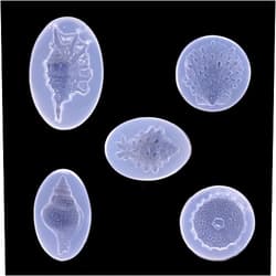 QMIQMI Silicone Resin Molds Kit Mirror Ocean Shell Conch Crystal Mirror Epoxy Mould DIY Conch Decorative Silicone Mould 5Pcs