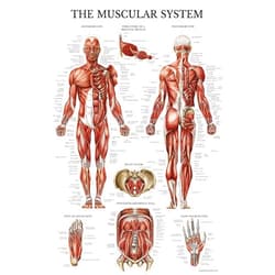 Palace Learning Muscular System Anatomical Poster - LAMINATED - Muscle Anatomy Chart - Double Sided (18