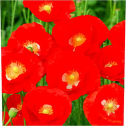 Eden Brothers Poppy Seeds - American Legion