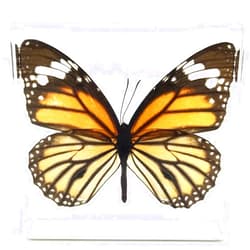 FUNSXBUG Tiger Butterfly Paperweight Paperweights Specimen Specimens Collection Display