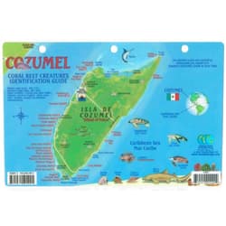 Frankos Franko Maps Cozumel Reef Creatures Fish ID for Scuba Divers and Snorkelers