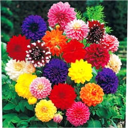 Votaniki Decorative Dahlia Mixture Bulbs for Planting - Mixture of Various Dahlia (3 Pack) Large Clump of Tubers