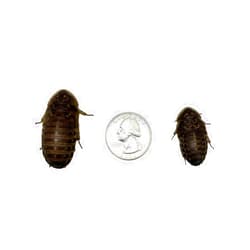 AAFeeders All About Feeders Large Dubia Roaches 50 Count
