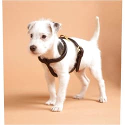DIGBY & FOX Shires Rolled Leather Harness