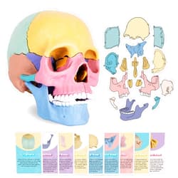 ArtCreativity Anatomical Skull Puzzle - Human Skull Model Puzzle with 17 Pieces - 10 Educational Cards with Instructions - Kids Anatomy Toys Ages 8 and Up - Anatomy Study Tools for Science Class