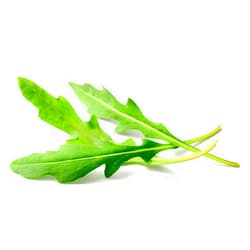 RDR Seeds 500 Roquette Arugula Seeds for Planting - Heirloom Non-GMO Lettuce Seeds for Planting Indoor or Outdoor Home Garden - Rocket, Rugula, Rucola - Eruca Vesicaria Subsp. Sativa by RDR Seeds