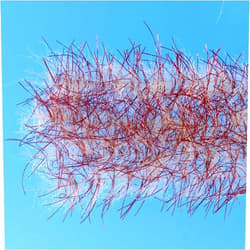 Enrico Puglisi Tarantula Hairy Legs Brush 1