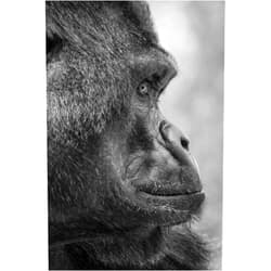 By Jayne D'Arcy (Author) Stunning gorilla notepad. The perfect gift.: 120 pages to write your thoughts, stories and dreams.